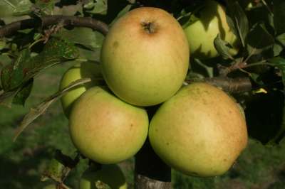 Lane's Prince Albert Apple Trees