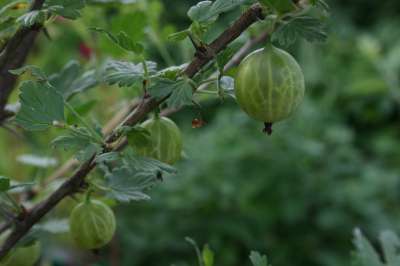 Langley Gage Gooseberry Bushes