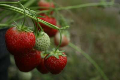 Laura Strawberry Plants