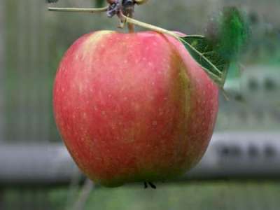 Laxton Superb Apple Trees