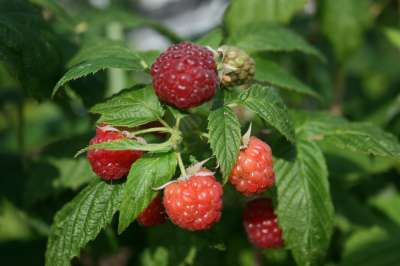 Leo Raspberry Bushes