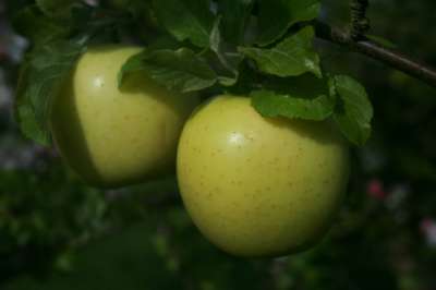 Stepover apple tree Limelight