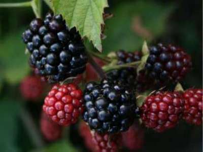 Loch Ness Blackberry Bushes