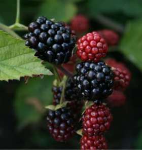 Loch Ness Blackberry