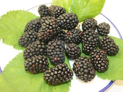 Loch Tay Blackberry Bushes - The Very Latest New Scottish Blackberry