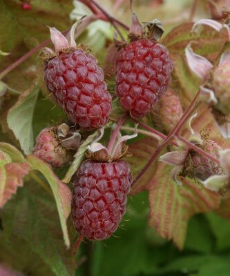 Ly654 Loganberries