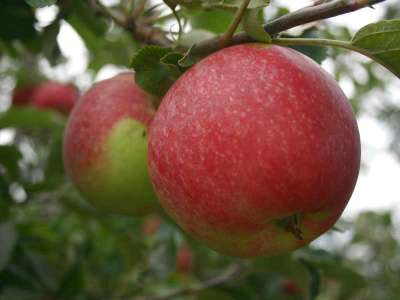 Lord Hindlip Apple Trees