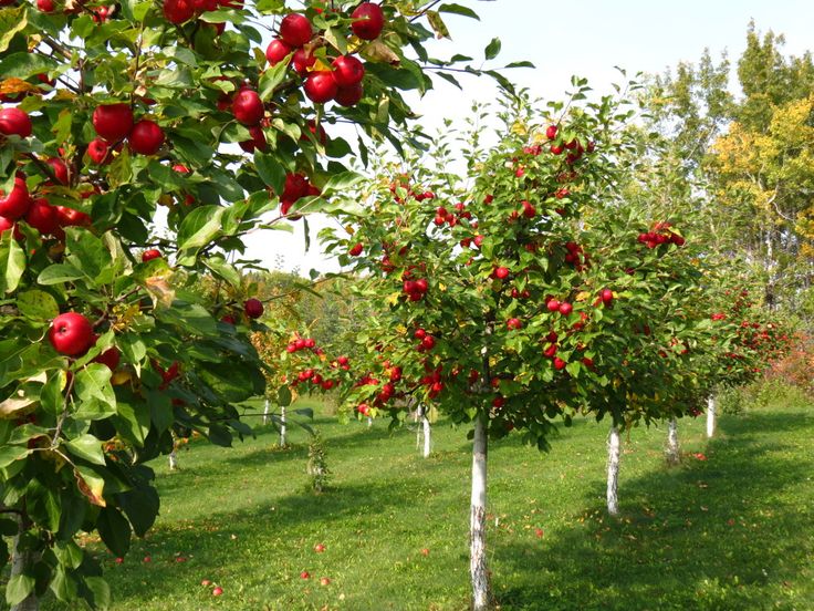 M9 apple trees