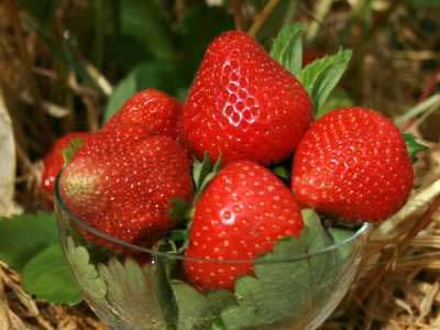 Mae Strawberry Plants