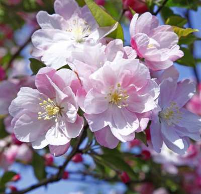 Comptesse De Paris Crab Apple Trees