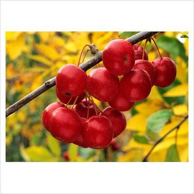 Gorgeous Crab Apple Trees