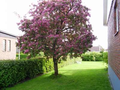 Hopa Crab Apple Trees