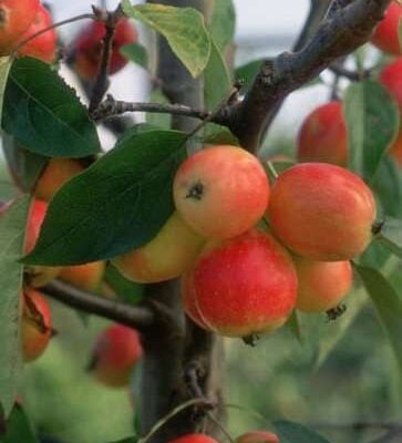 Jelly King Crab Apple Trees