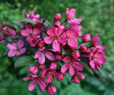 Laura Crab Apple Trees