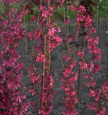 Pink Mushroom Crab Apple Trees