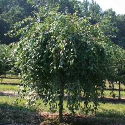 Red Jade Crab Apple Trees