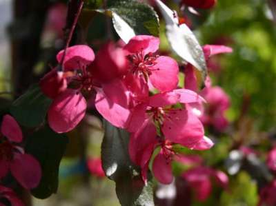 Scarletta Crab Apple Trees