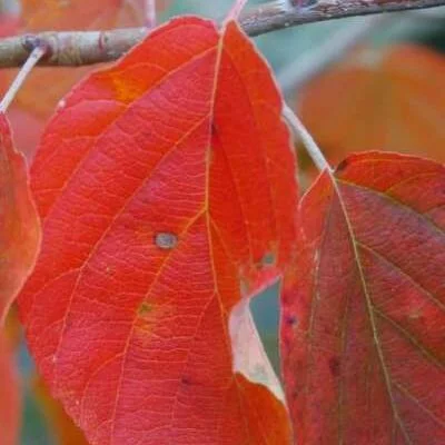 Tchonoskii Crab Apple Trees