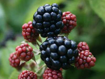 Marion Blackberry Bushes