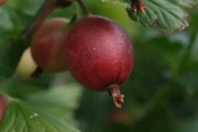 Martlet Gooseberry Bushes - A New Mildew Resistant Red Gooseberry