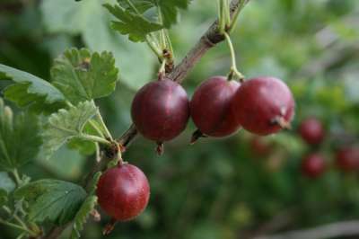 May Duke Gooseberry Bushes