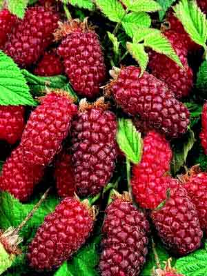 The Medana Tayberry Tayberry Plants