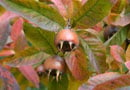 Breda Giant Medlar Trees