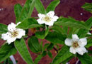 Dutch Medlar Trees