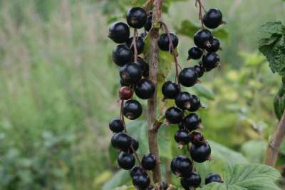 Mendip Cross Blackcurrant bushes