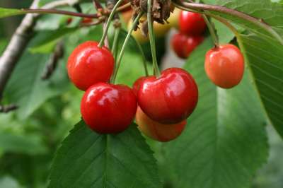 Merton Premier Cherry Trees