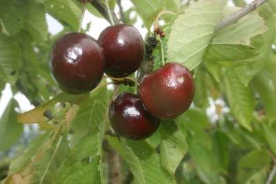 Merton Heart Cherry Trees