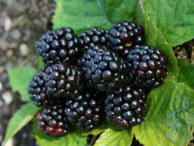 Merton Thornless Blackberry Bushes