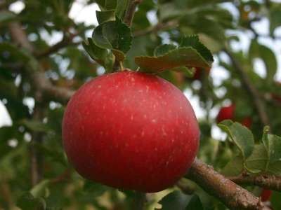 Michaelmas Red Apple Trees