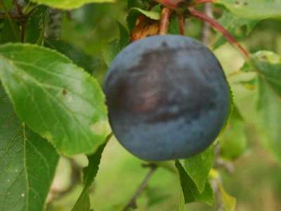 Monarch Plum Trees