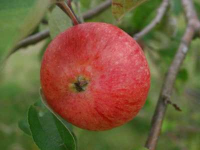 Monarch Apple Trees