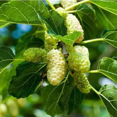 White Mulberry (Morus Alba) Mulberry Trees