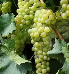 Muscat Of Alexandria Grape Vines