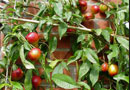 Elruge Nectarine Trees