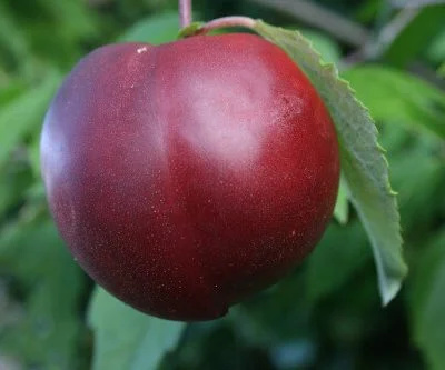 Nectared Nectarine Trees