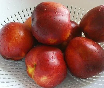 Dwarf Nectarine 'nectarella' Nectarine Trees