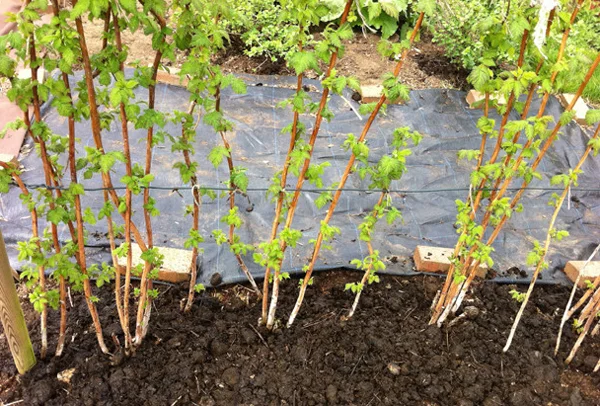 newly planted raspberry canes