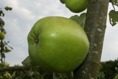 Newton Wonder Apple Trees