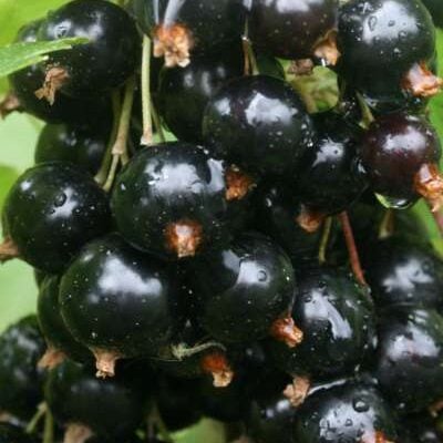Noir de Bourgoigne Blackcurrant bush