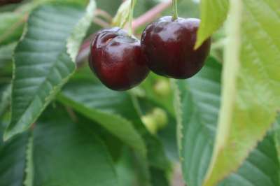 Nutberry Black Cherry Trees
