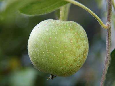 Nutmeg Pippin Apple Trees