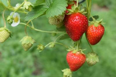 Ostara Strawberry Plants