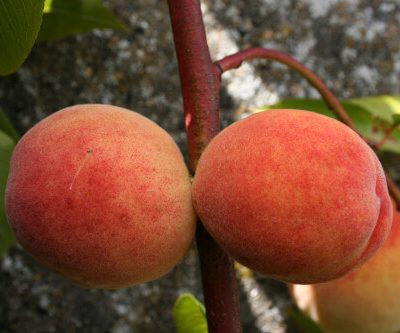 Belle Garde Peach Trees