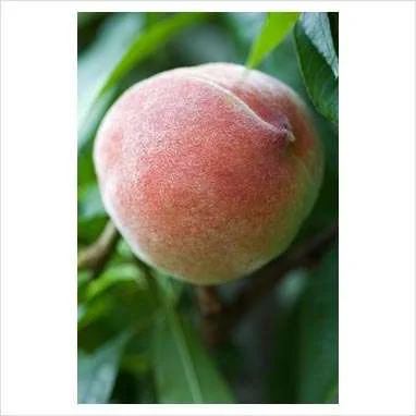Duke Of York Peach Trees