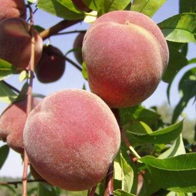 Dymond Peach Trees