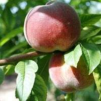 Early Rivers Peach Trees